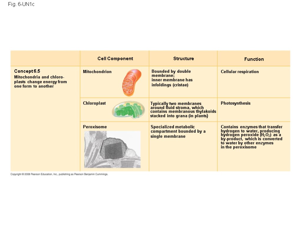 Fig. 6-UN1c Cell Component Concept 6.5 Mitochondria and chloro- plasts change energy from one